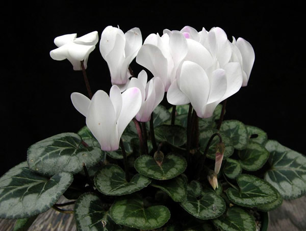 仙客来花谢了怎么处理比较好？