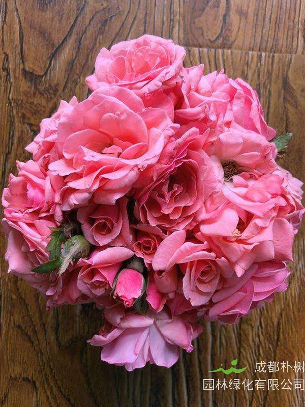 珊瑚果冻月季是藤本还是灌木植物？