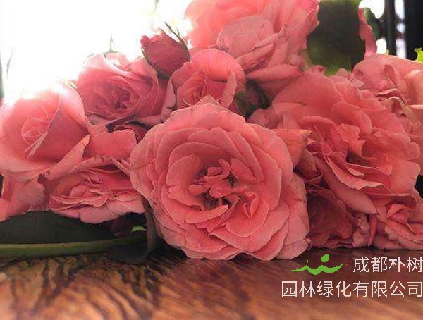 珊瑚果冻月季如何修剪效果最好？