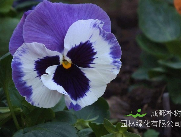 鬼脸花又叫什么？有哪些别名？