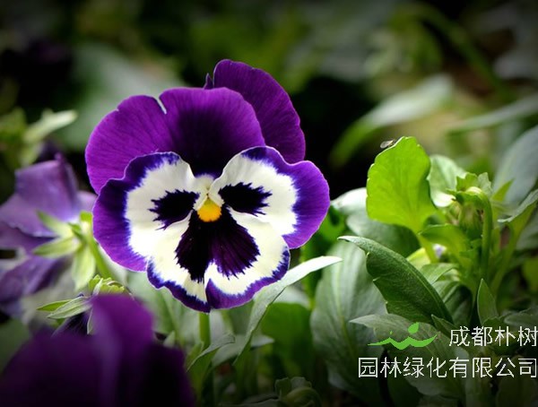 鬼脸花有毒吗？