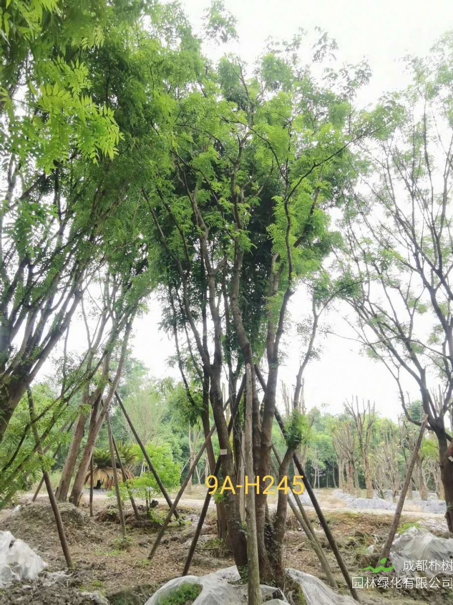 丛生黄连木是灌木还是乔木？