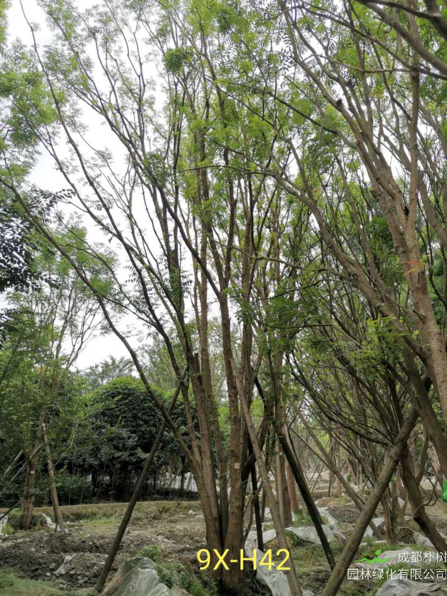 如何养护丛生黄连木？