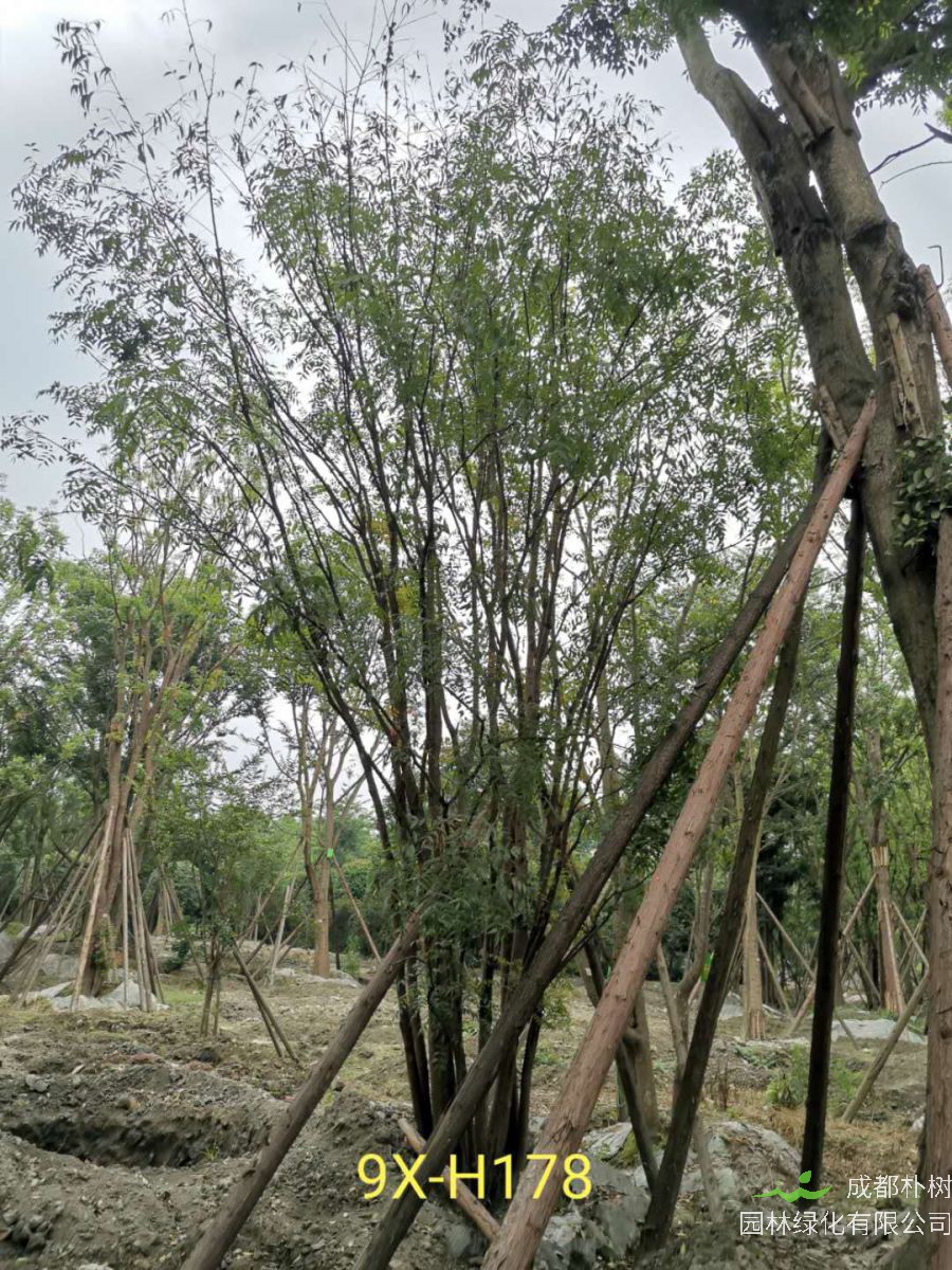 丛生黄连木树的果实有什么作用？