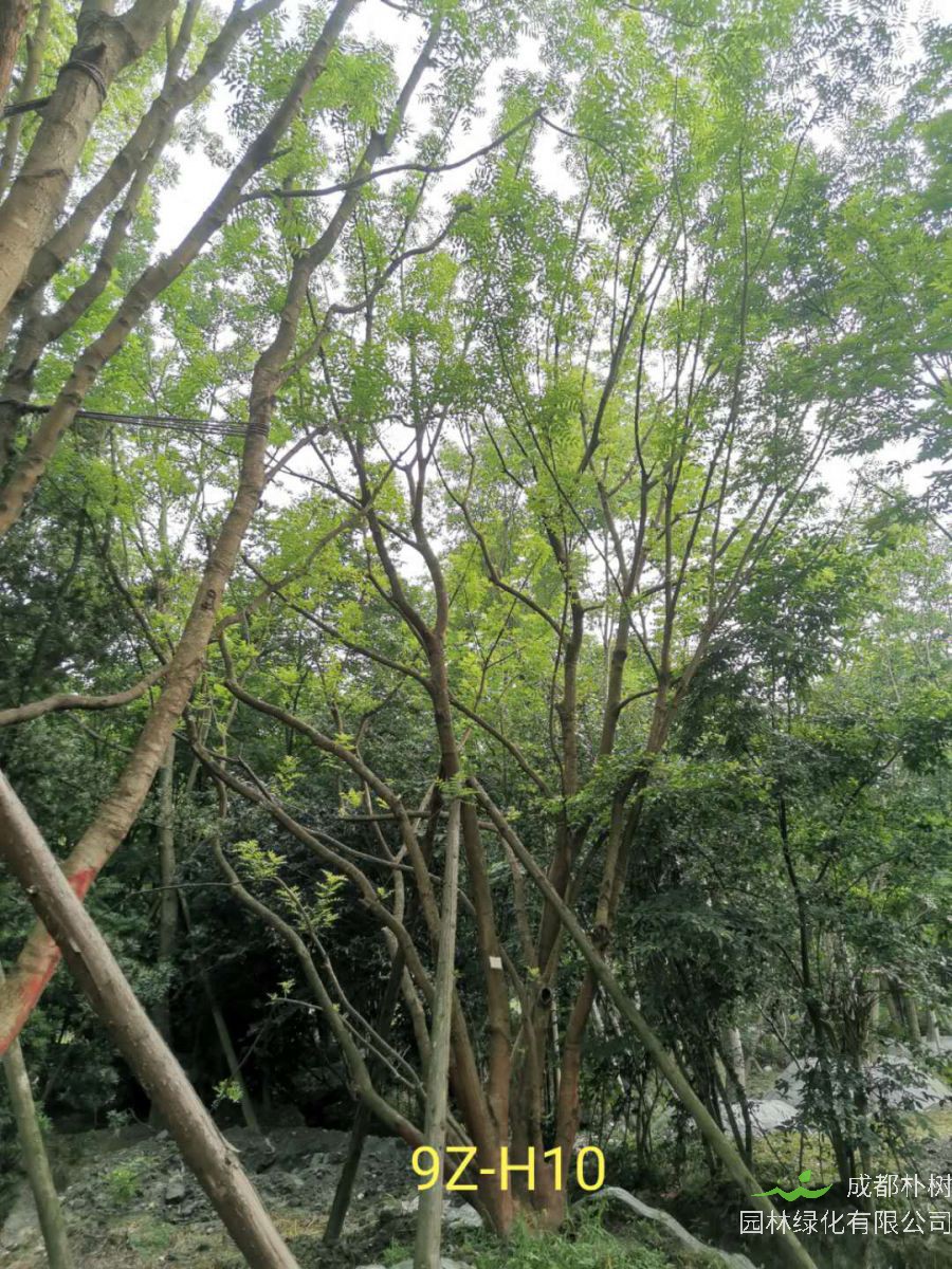 丛生黄连木的功效与作用是什么？