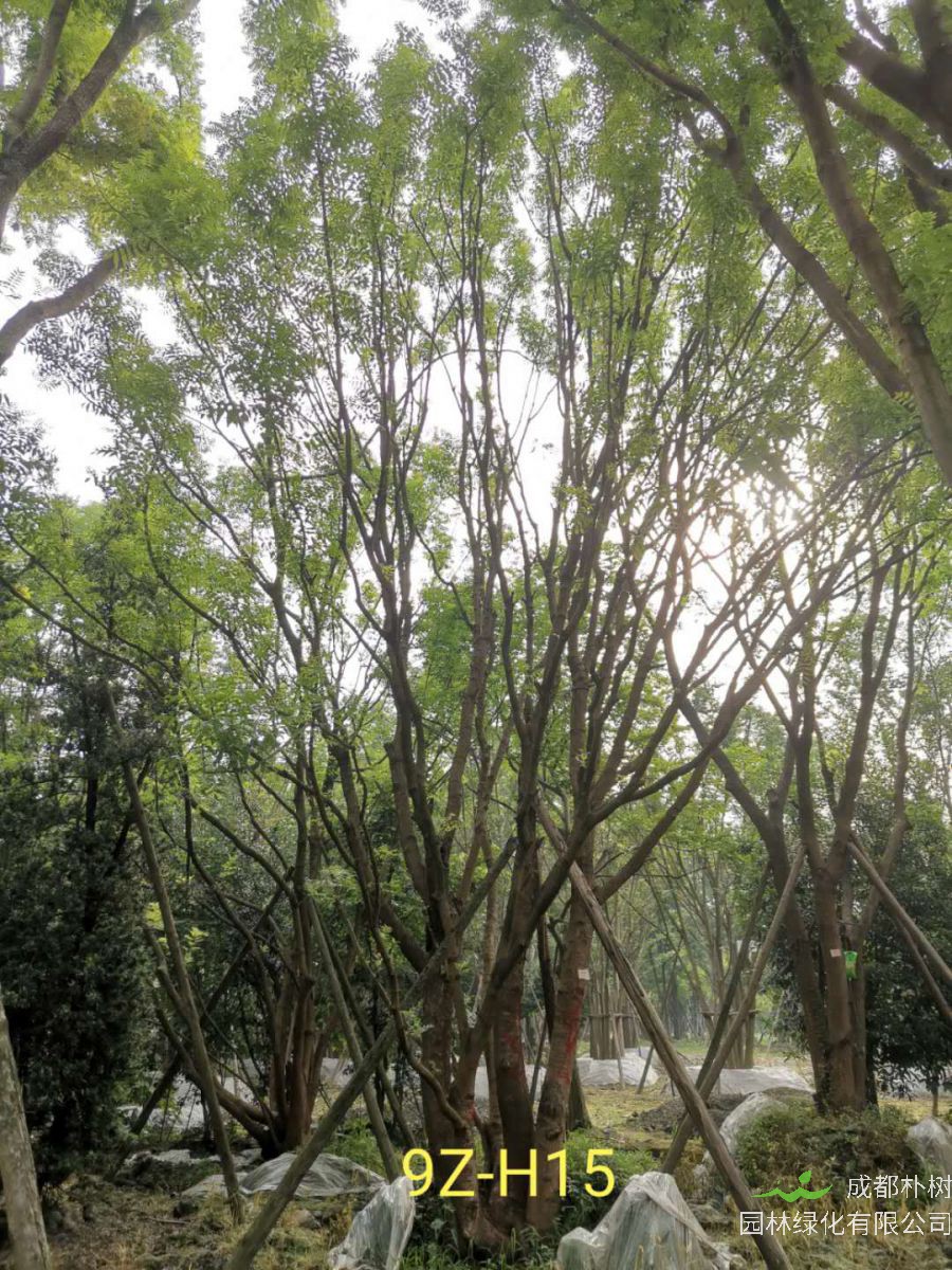 丛生黄连木多久开花？