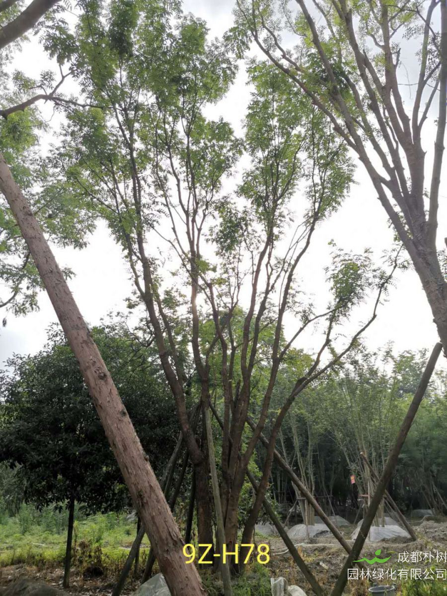 丛生黄连木怎么样？