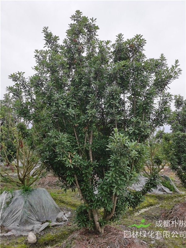 杨梅树价格详情 ——杨梅树3*3米多少钱一棵？