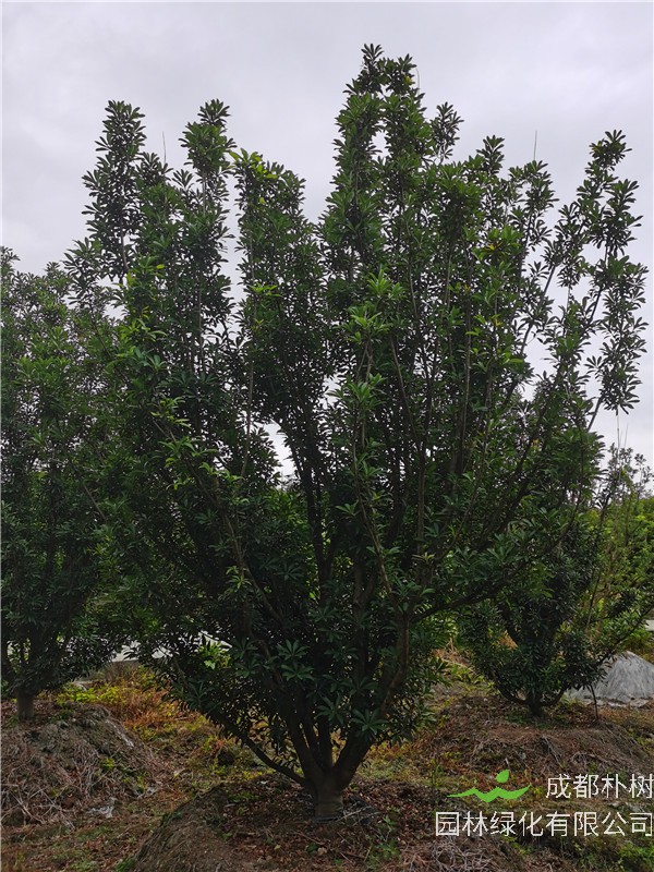 4*4米-5*5米杨梅树价格详情是怎么样的？