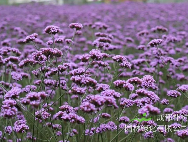 马鞭草的功效与作用有哪些？