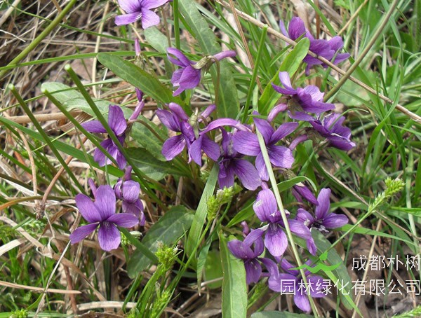 甜地丁的功效与作用有哪些？