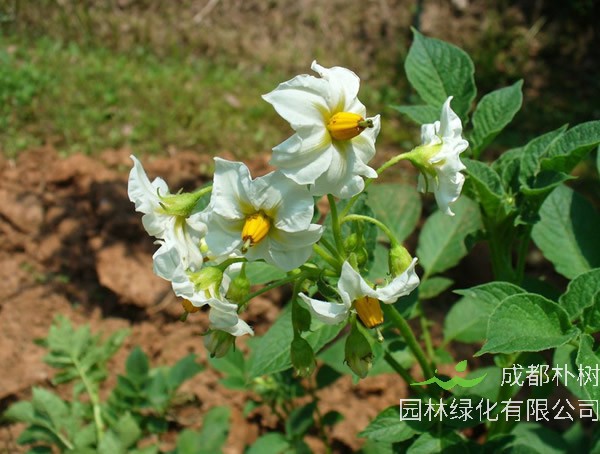 甜地丁可以泡茶喝吗？