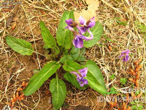 甜地丁在什么季节挖比较好？
