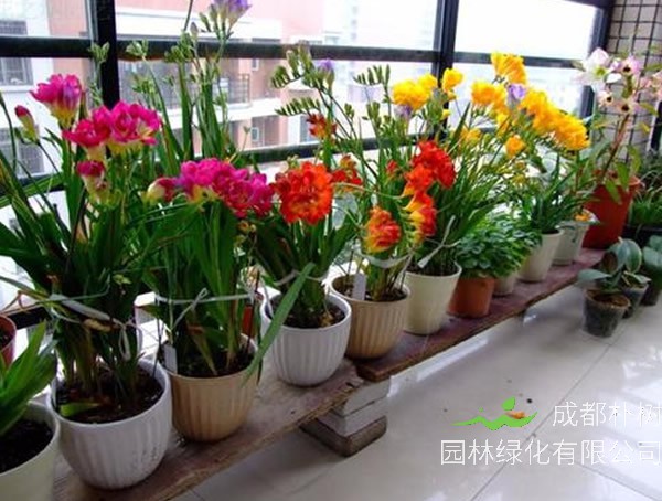 香雪兰种球怎么保存？有哪些方法？