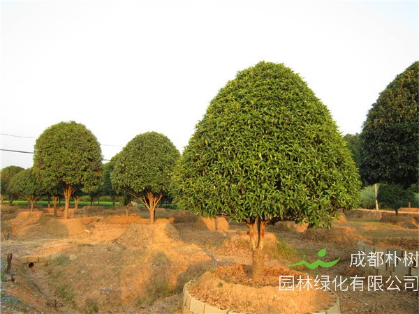 桂花树的花期是什么时候？果实的用途是什么？