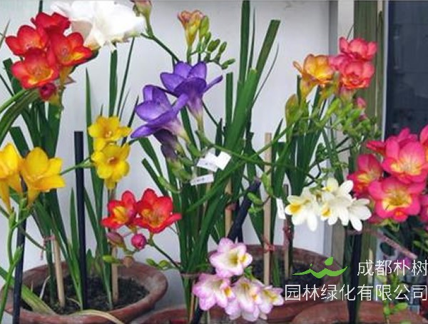 香雪兰种球的种植方法有哪些？