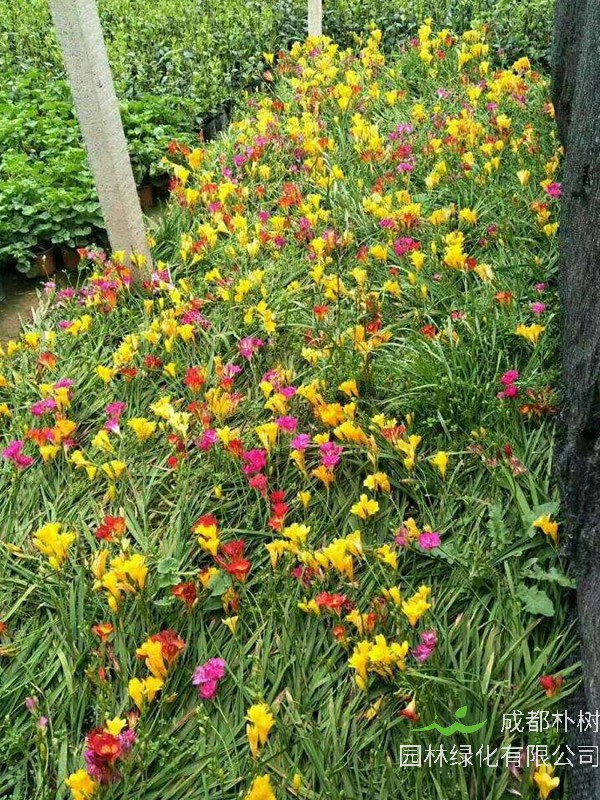 香雪兰种球什么时候种比较好？