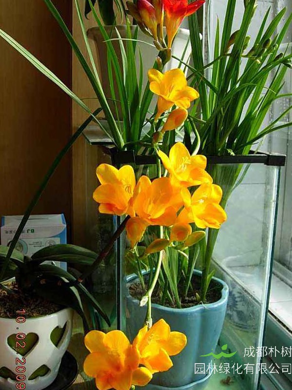 香雪兰种球为什么不发芽？