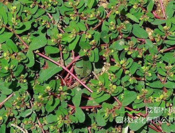 蚂蚁草的功效与作用有哪些？