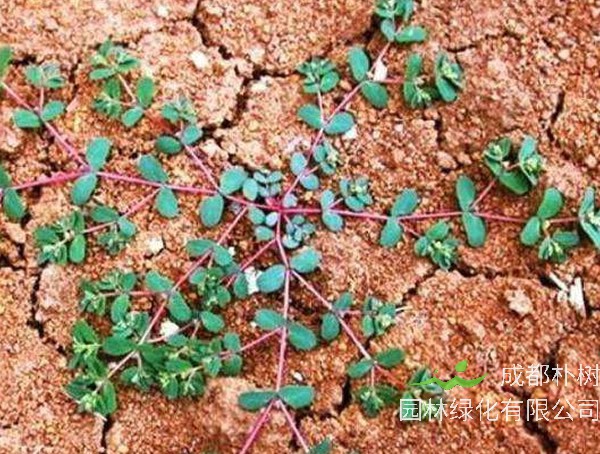 蚂蚁草别名叫什么名字？