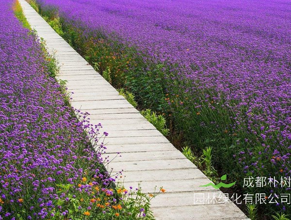 马鞭草驱蚊吗？