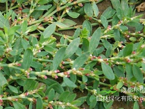 蚂蚁草是什么样子的？