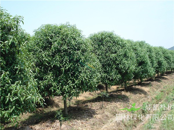 桂花树怎么样？