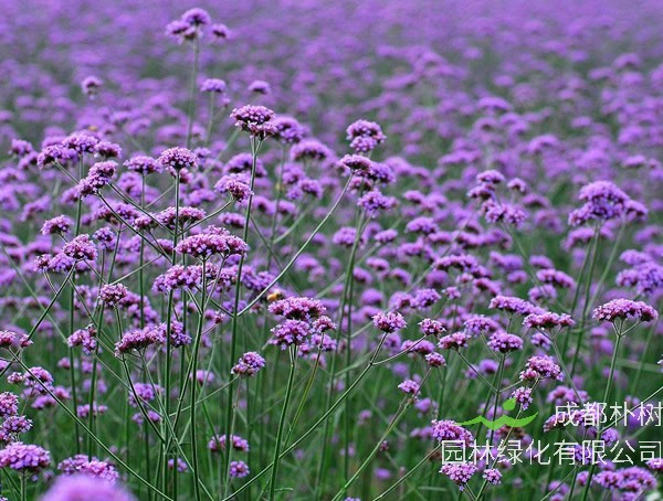 马鞭草为什么叫马鞭草？
