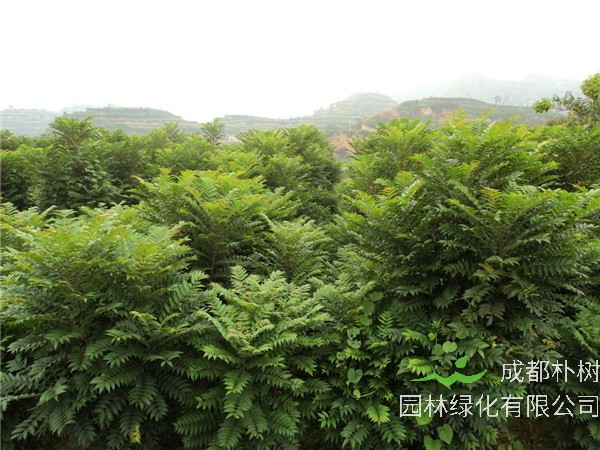 香椿树种多久可以采摘？