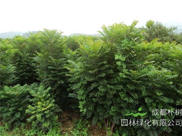 香椿树的叶子为什么香？为什么开花？