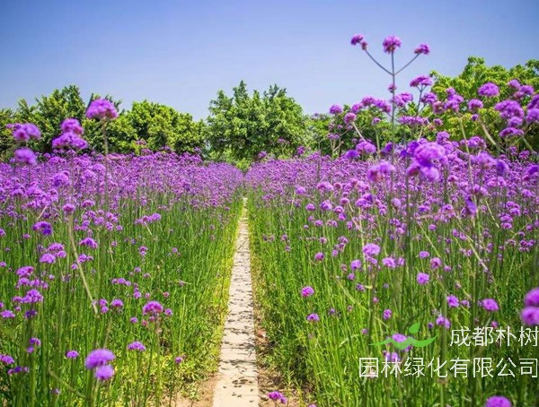 马鞭草味道好闻吗？