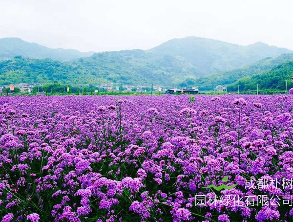 马鞭草一共有多少种类？