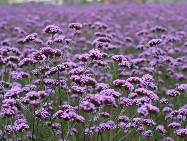 马鞭草的功效与作用有哪些？