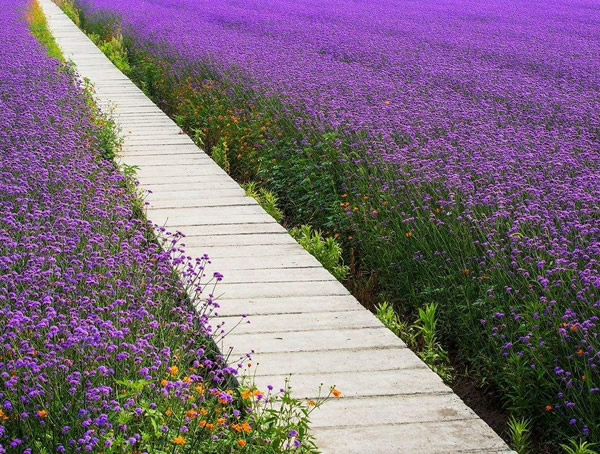 马鞭草驱蚊吗？