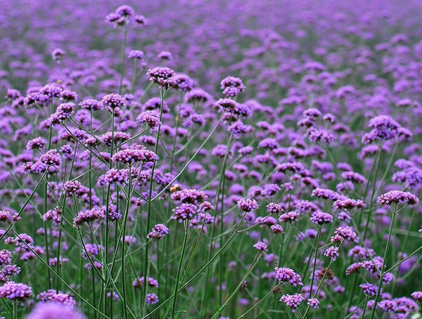 马鞭草为什么叫马鞭草？