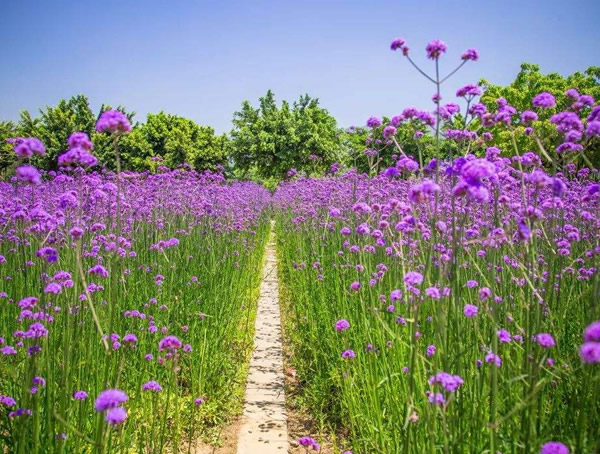 马鞭草味道好闻吗？