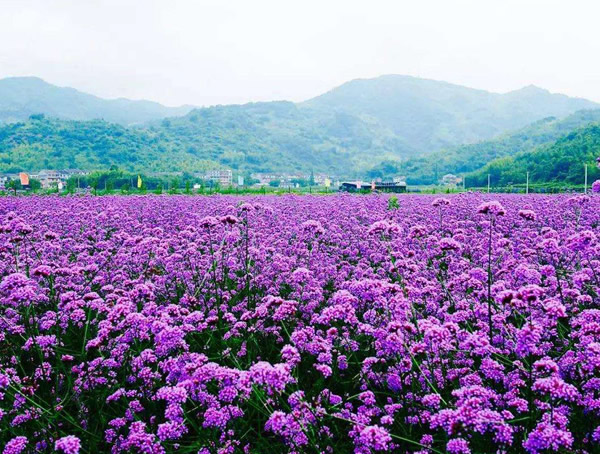 马鞭草一共有多少种类？