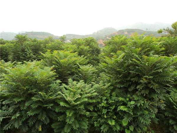 香椿树种多久可以采摘？