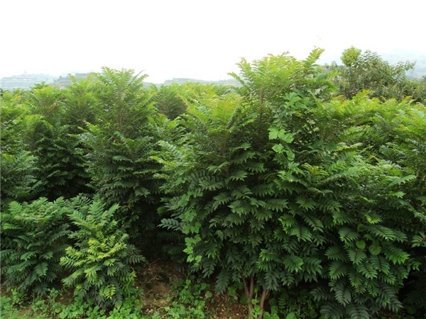 香椿树的叶子为什么香？为什么开花？