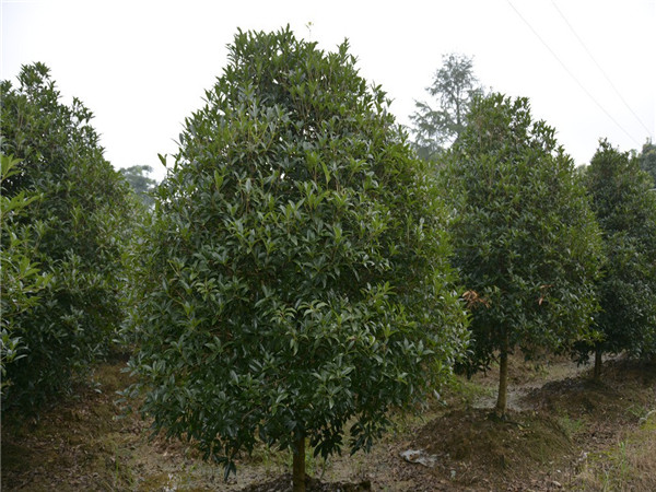 桂花树怎么样？