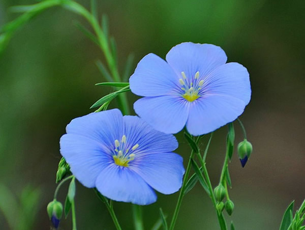 蓝花亚麻什么时候播种比较好？