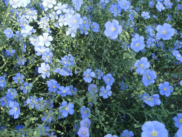 蓝花亚麻的种植方法和注意事项有哪些？