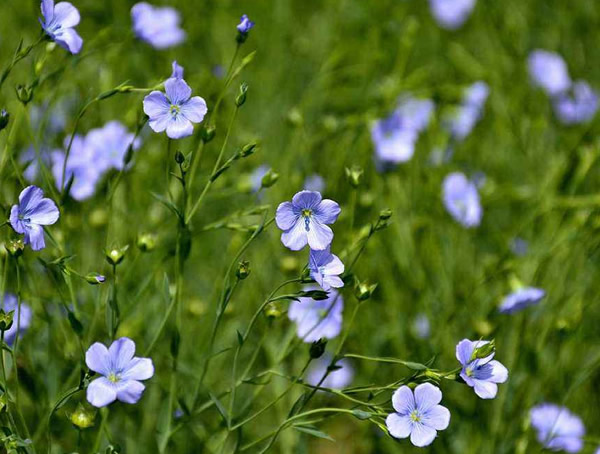 蓝花亚麻什么时候开花？花期是多久？