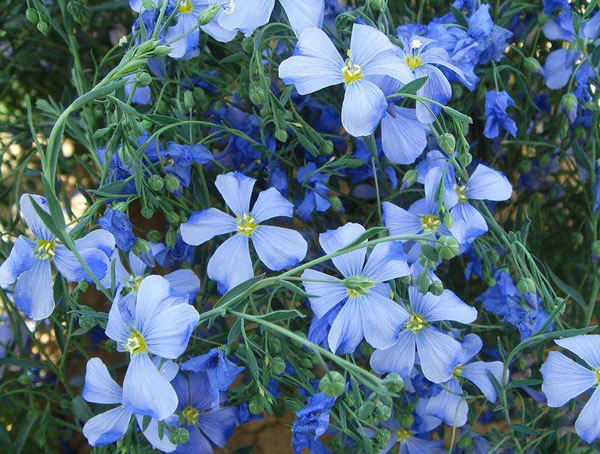 蓝花亚麻花语是什么？有哪些象征意义？