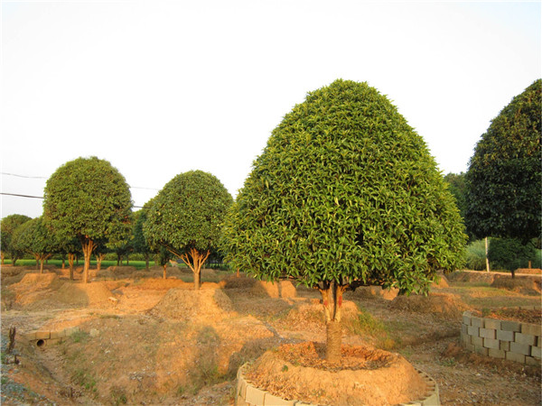 桂花树的花期是什么时候？果实的用途是什么？