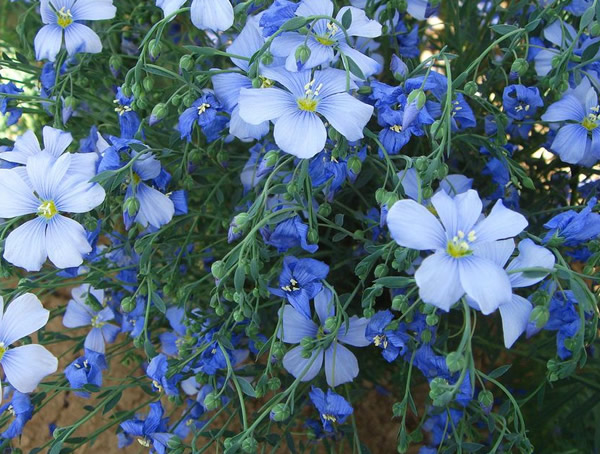 蓝花亚麻可以家种吗？