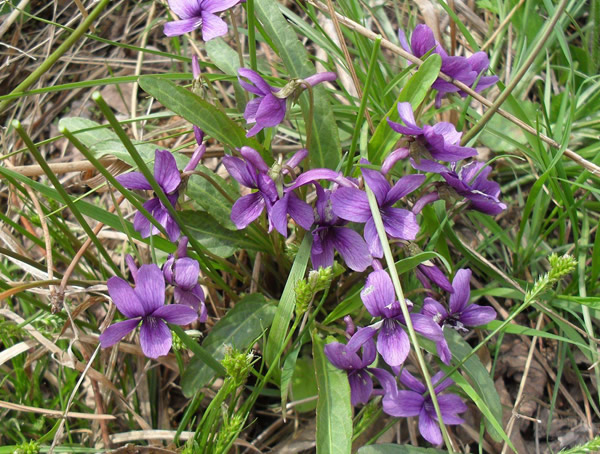 甜地丁的功效与作用有哪些？