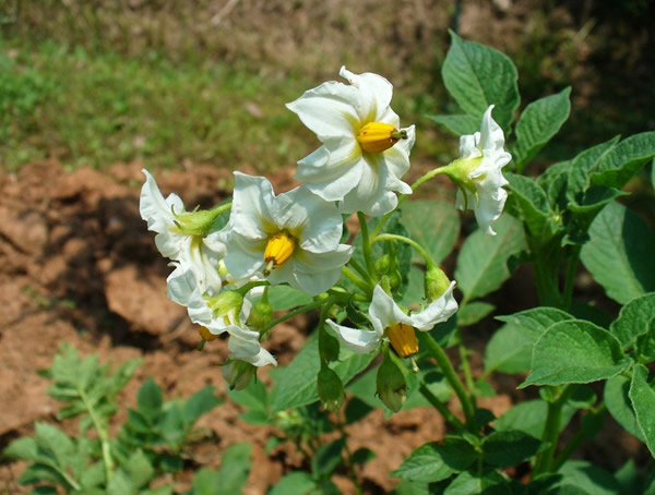 甜地丁可以泡茶喝吗？