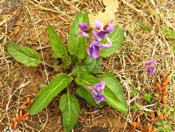 甜地丁在什么季节挖比较好？