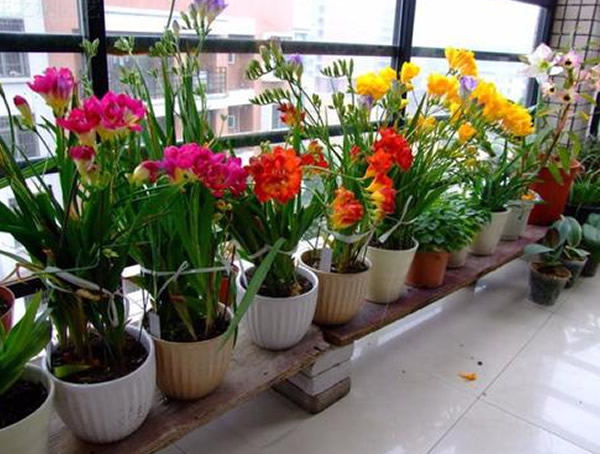 香雪兰种球怎么保存？有哪些方法？